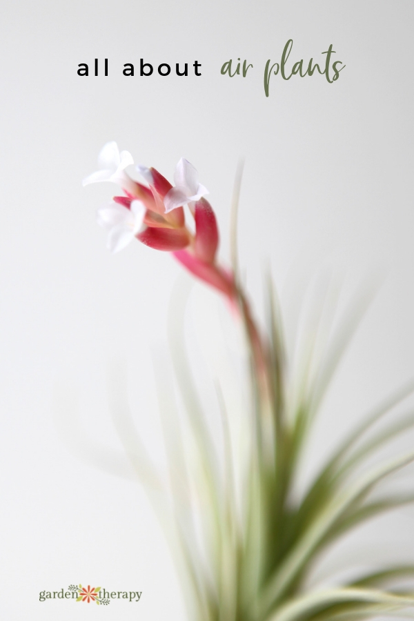 How To Keep Air Plants Alive And Healthy They Might Even