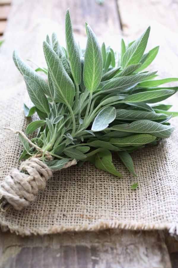 The Herbal Guide to Sage: an Easy-Growing Healing Herb ...