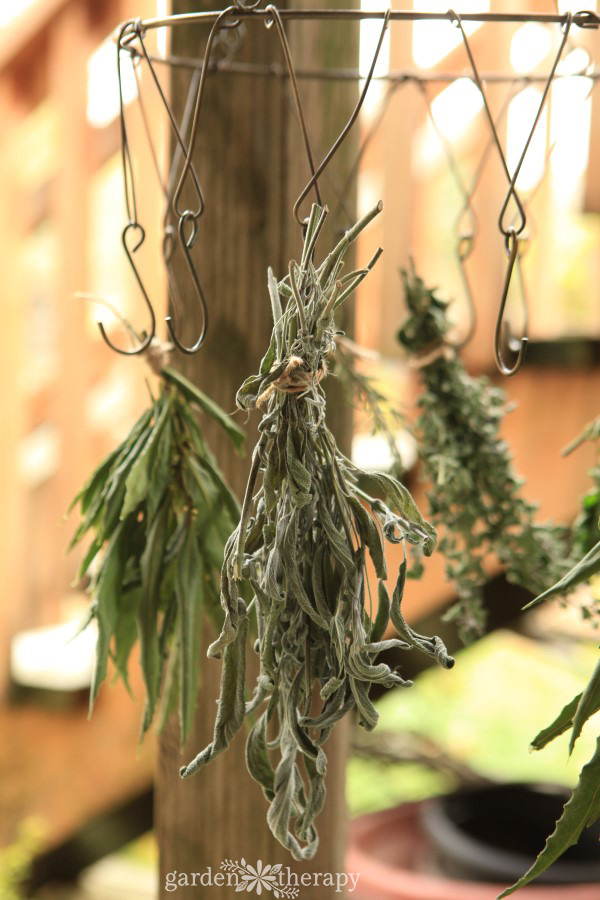 Sage drying on outdoor herb rack