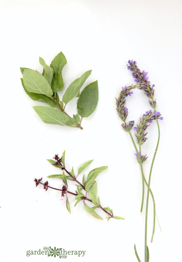 Fresh herbs for my herbal tea hand soap recipe