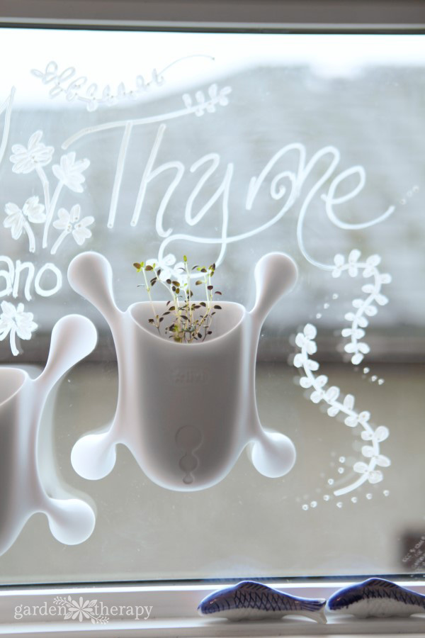 Small container of thyme growing on a kitchen window