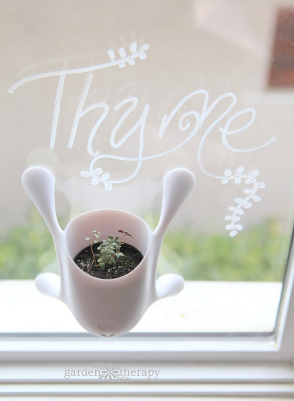 Garden Therapy indoor herb collection (Thyme)