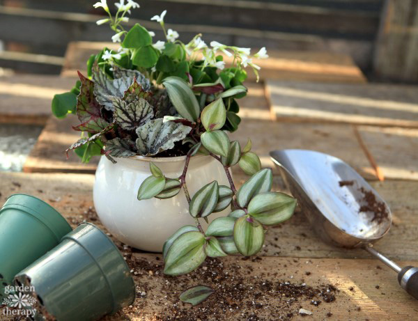 Indoor house plant being planted in soil