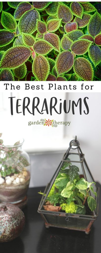 Great plants for terrariums