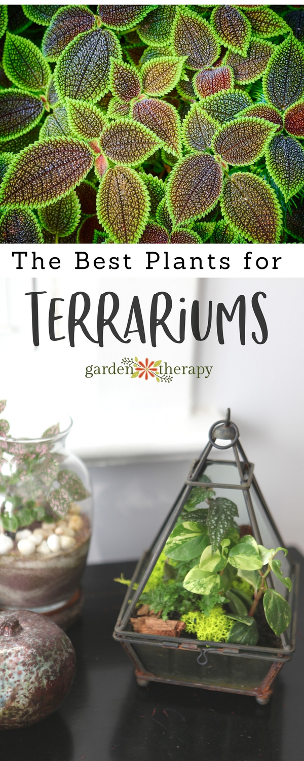 Great plants for terrariums