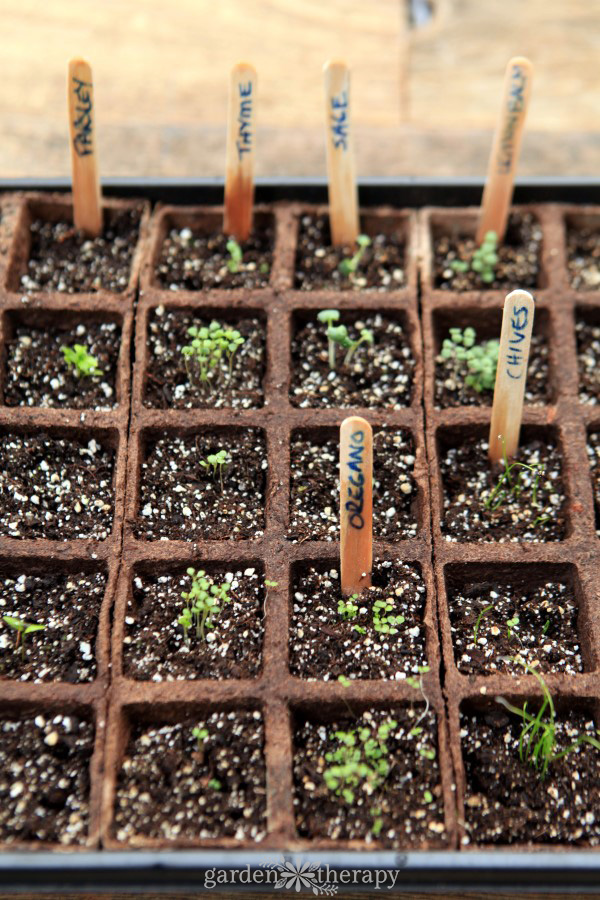 seed starting herbs