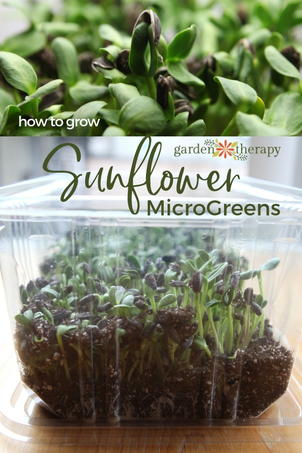 How to Grow Sunflower Microgreens - Sunflower seeds sprouting in a clear plastic container.