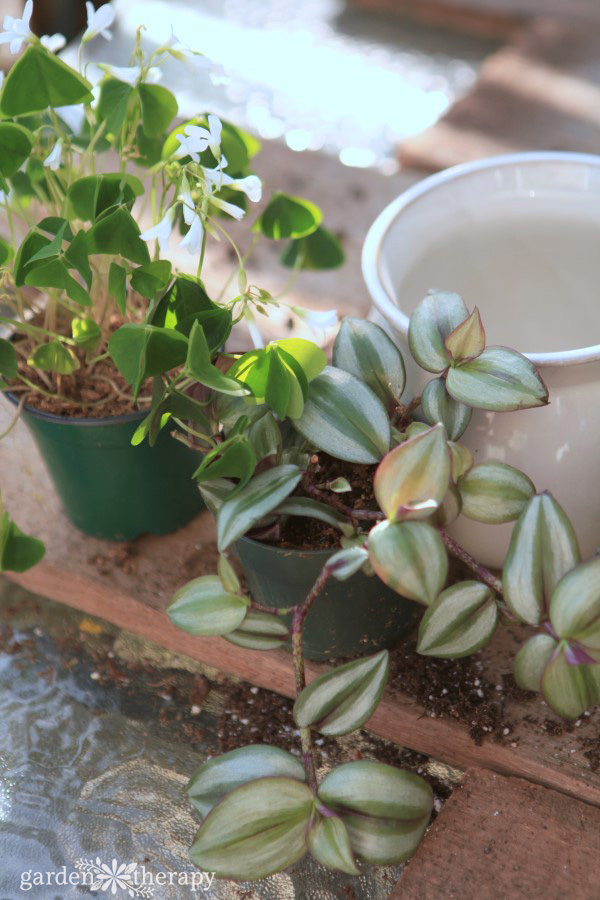 plants being replanted to prevent pesky fungus gnats