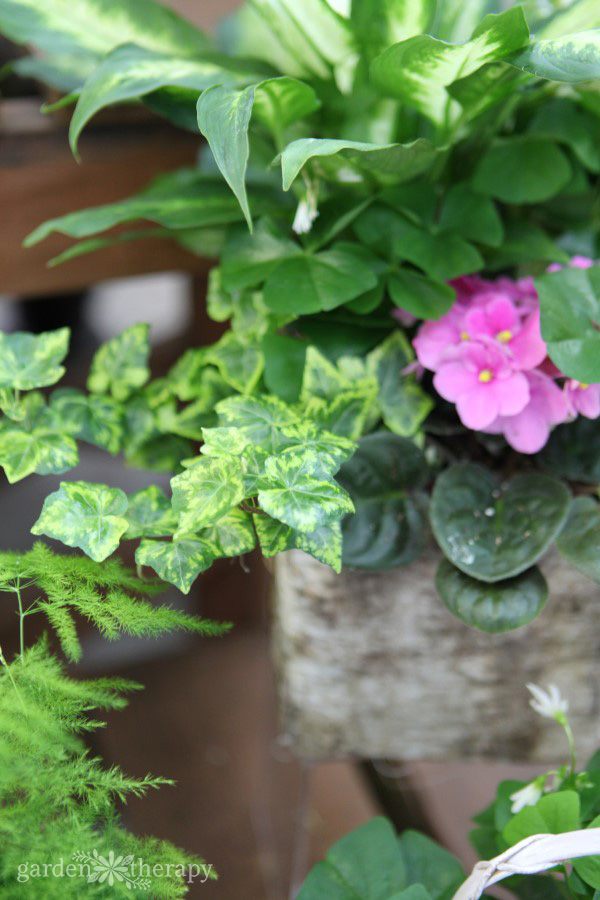 thriving houseplant that's well watered