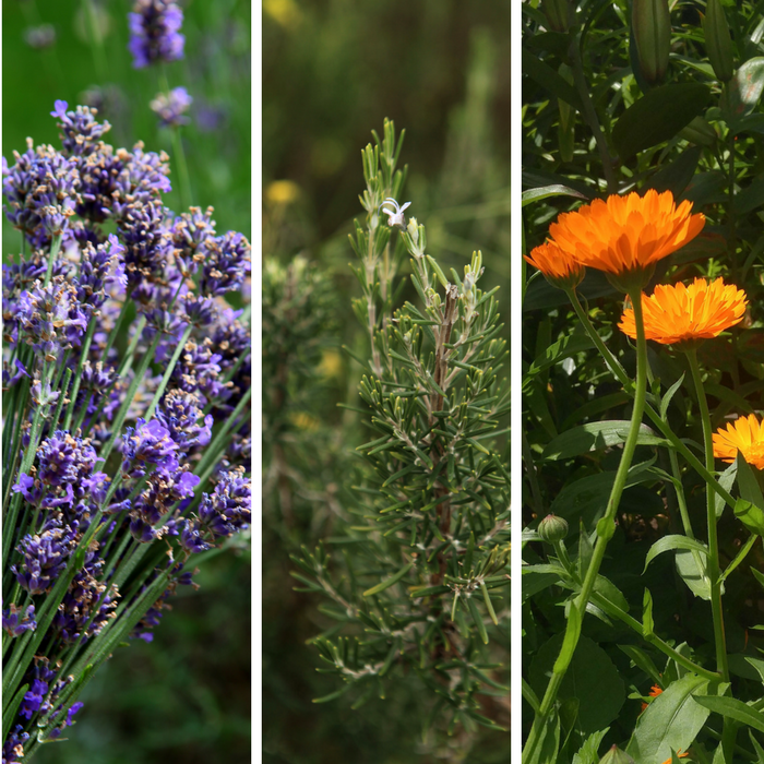 Herb crafting for wellness