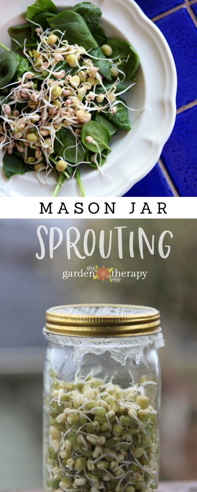 Mason Jar Sprouts: Mung Beans and Green Peas - Garden Therapy