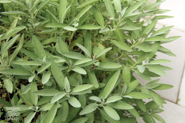 Sage growing in the garden.