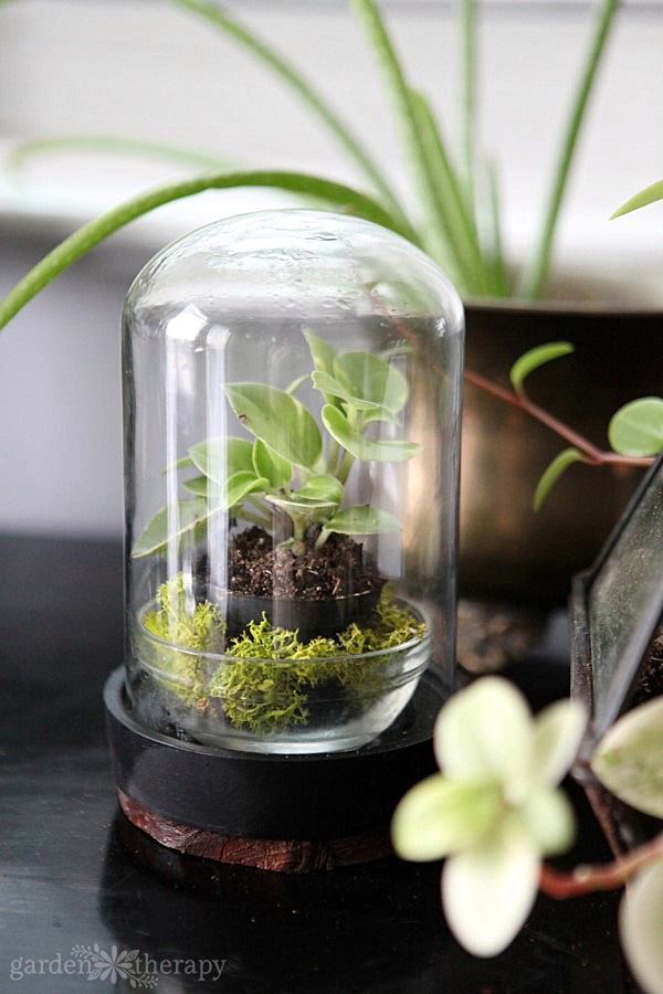 20 Best Terrarium Plants - How to Plant a Terrarium