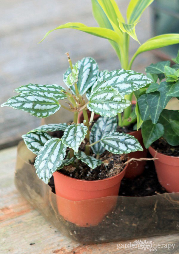 These plants will thrive inside any terrarium
