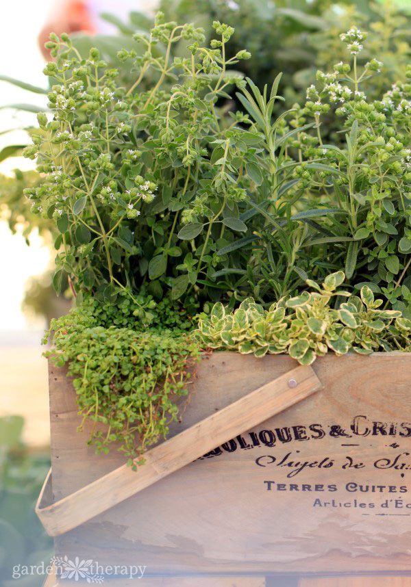 Thyme growing in a wine box