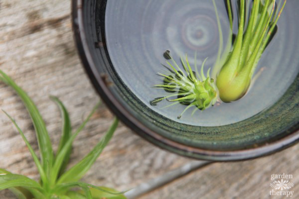 Air plant getting a bath in a bowl of water