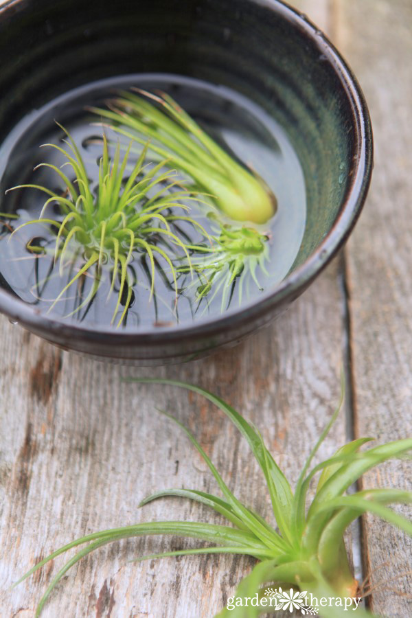 air plants soaking in a bowl of water