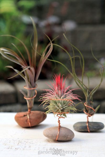 air plant Archives - Garden Therapy