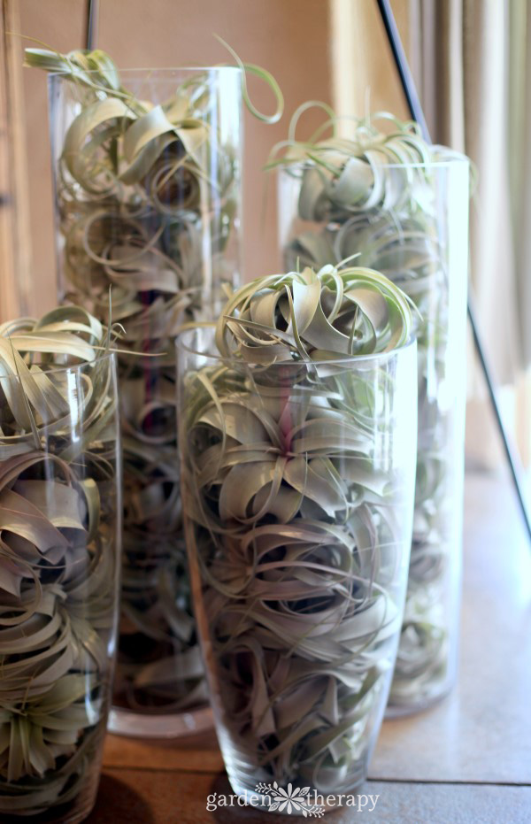 how to keep tillandsia hydrated all year