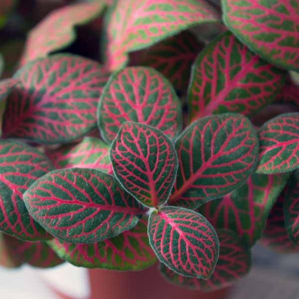 beautifully variegated frittonia thrives in terrarium conditions