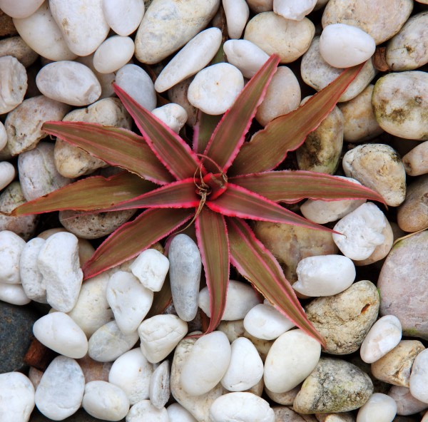 Cryptanthus bivittatus planted in white rock - one of the best plants for your terrarium