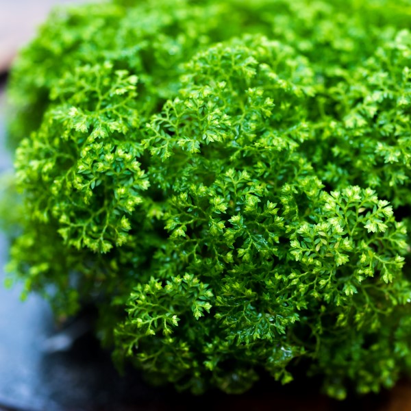 Club moss grows well indoors in a terrarium