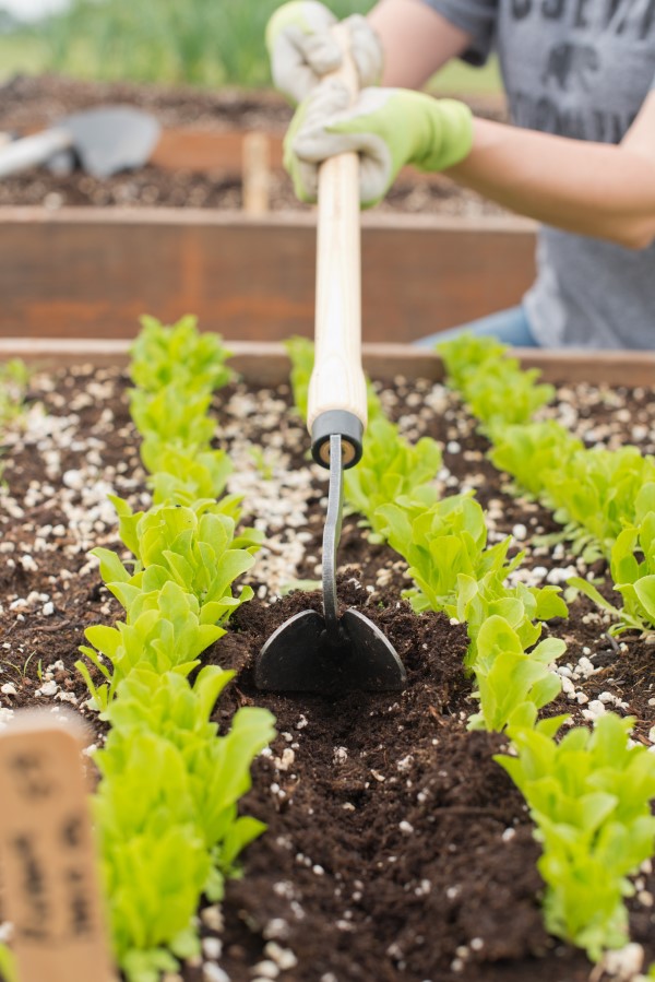 close-up of a hand plow being dragged through soil in between rows of plants