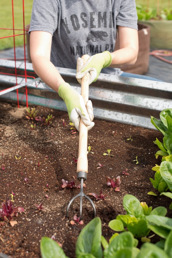 close-up image of gloved hands gripping a three-tined garden cultivator fork and working soil with it