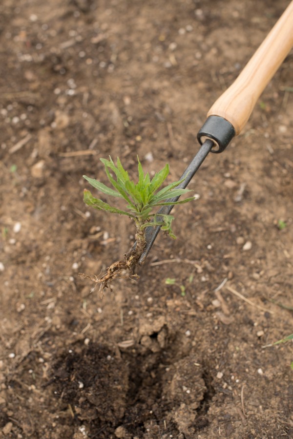 Close-up image of the daisy grubber tool prying a weed out of an otherwise clear garden bed