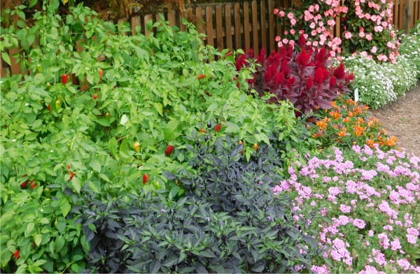 Colorful peppers growing alongside ornamental plants