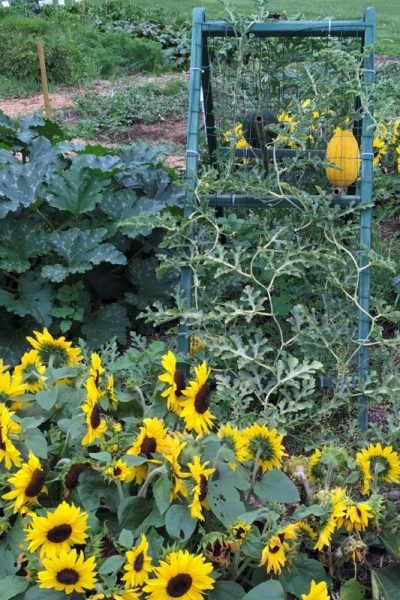 Bright yellow sunflowers growing in front of a trellis, from which dangles an oblong yellow squash