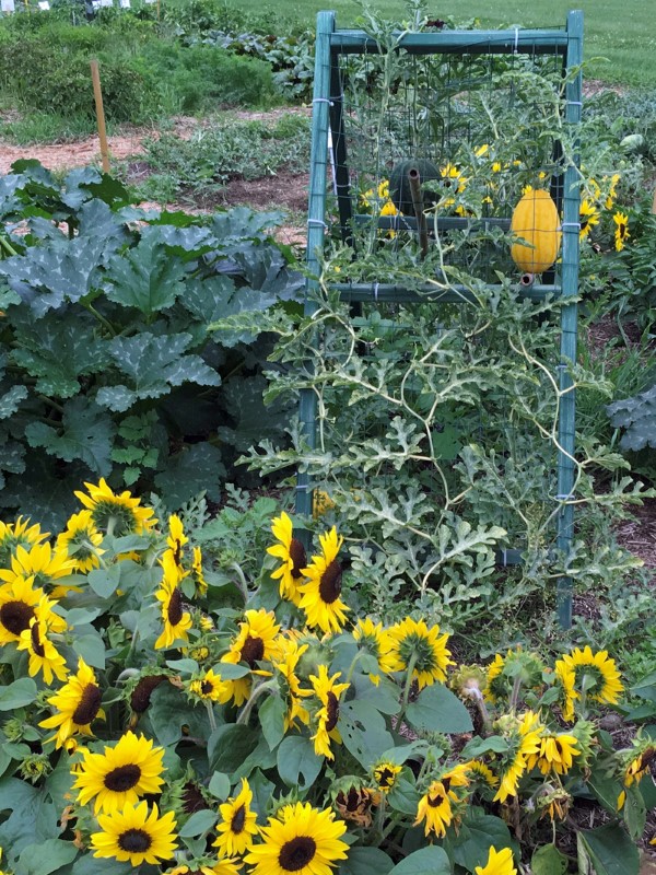 Bright yellow sunflowers growing in front of a trellis, from which dangles an oblong yellow squash