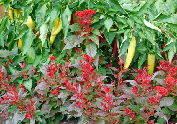 Peppers growing above bright red ornamental flowers