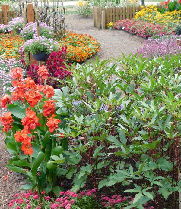 Large orange flowers growing in a circular garden