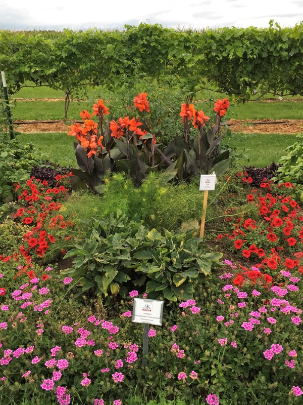 Pink flowers growing in front of short red flowers and tall spiky orange flowers