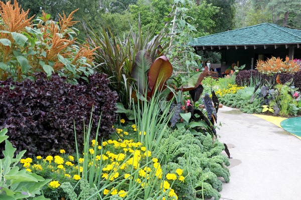 garden with tall, variegated foliage and bright yellow flowers in the front