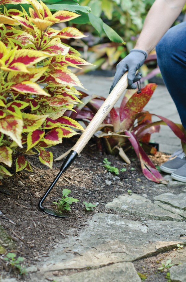 Cape Cod weeder being used to remove weeds from a garden bed.