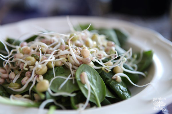 how to sprout green peas and mung beans to add to salads and more