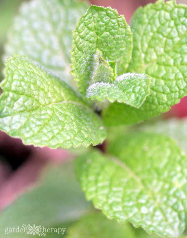 Close-up image of apple mint leaves