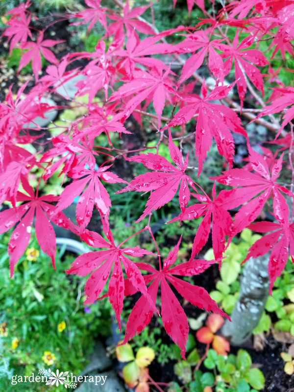 Bright red Japanese maple foliage