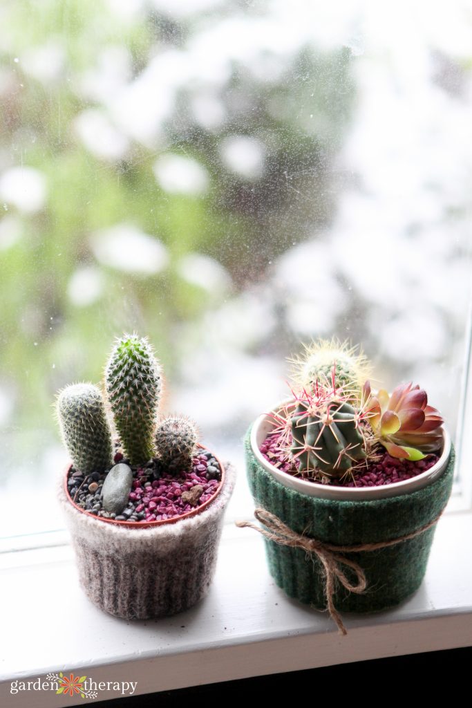 cacti in a windowsill with pink rocks on top of the soil