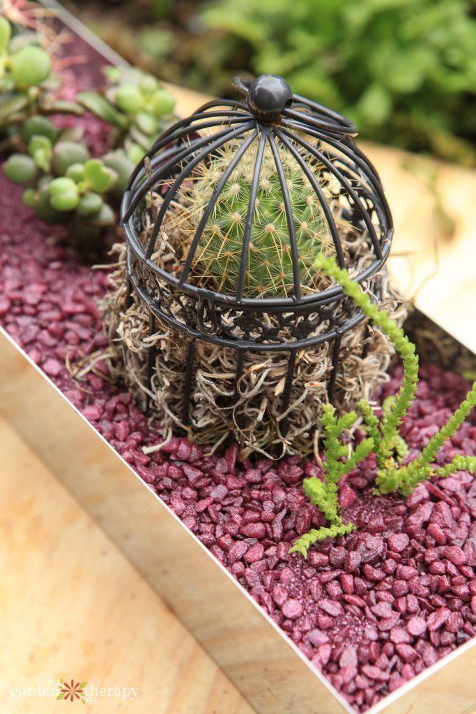 cactus in a cage on a tray of pink gravel to help prevent fungus gnats