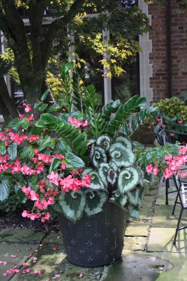 interesting foliage and pink flowers planted in a decorative black pot.