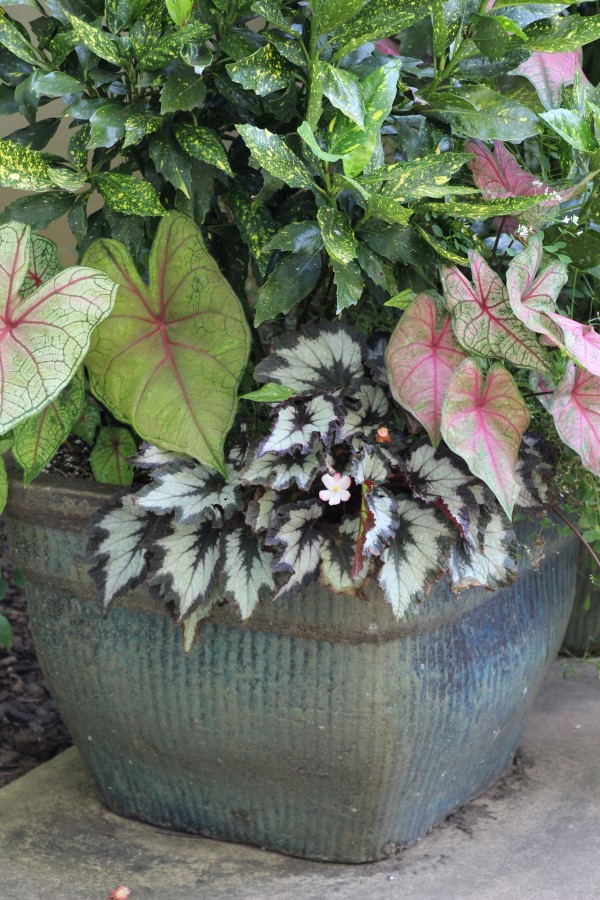 Large gray-blue square container planted with variegated foliage in shades of pink, green, yellow, and white