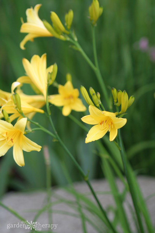 Ornamental yellow daylilies that are edible as well as decorative