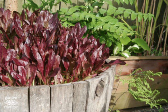 Lettuce growing in a wine barrel