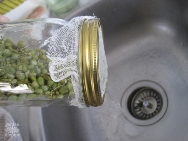 draining out the water from a jar full of pea sprouts over the sink