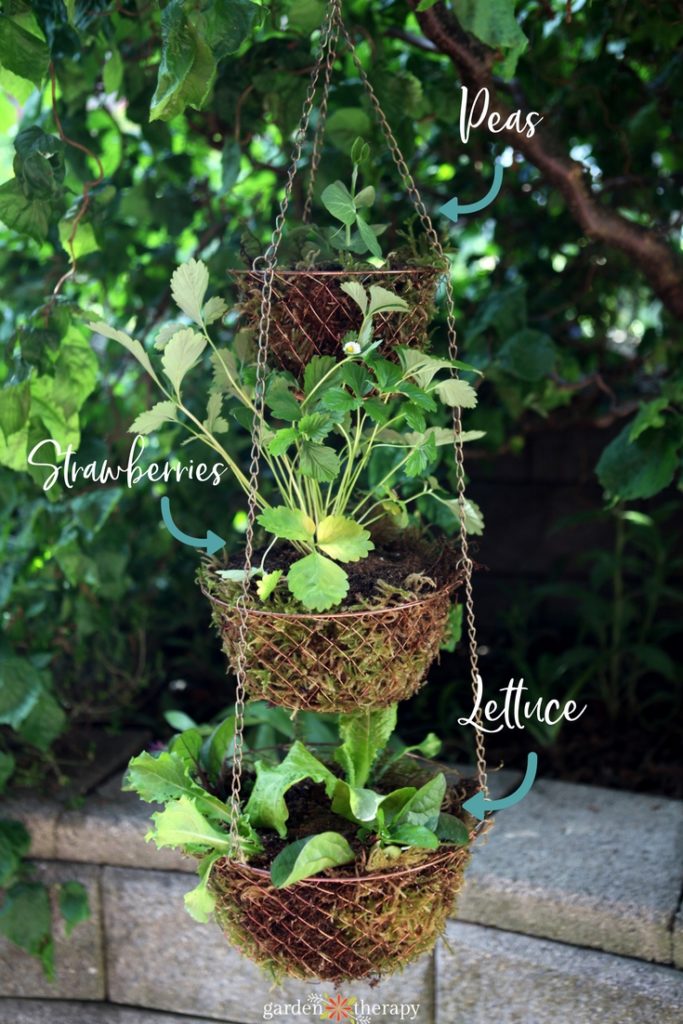 layered hanging basket with various edibles planted