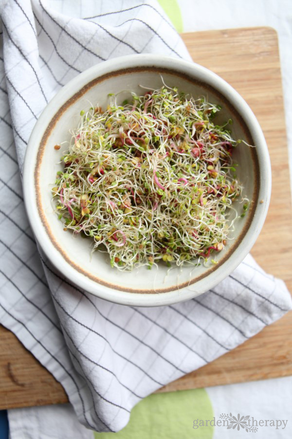a bowl of alfalfa sprouts