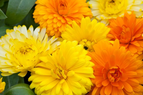 Costa calendulas, one of the limited edition seeds included in the Garden Therapy Natural Beauty Kit